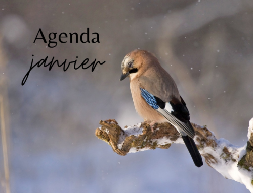 AGENDA HIVER / JANVIER 2025